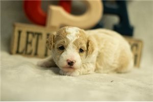 Iven - Poodle, Toy for sale