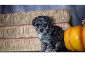 Goose, a Toy Poodle puppy