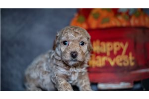 Larson - puppy for sale