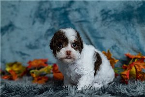 Quill - Poodle, Toy for sale