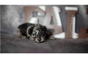 Ringo - Poodle, Toy for sale