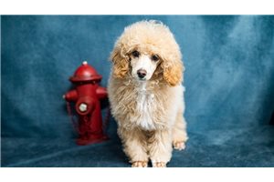 Theo - Poodle, Toy for sale
