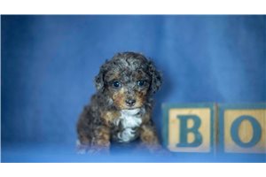 Kingston - puppy for sale