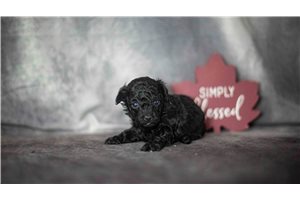 Rosalyn - Poodle, Toy for sale