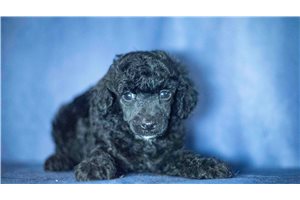 Kase - puppy for sale