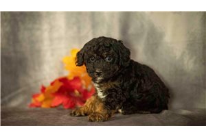 Henry - Poodle, Toy for sale