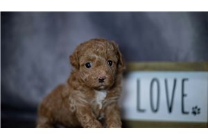 Phoebe - Toy Poodle for sale