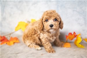 Rosco - Poodle, Toy for sale