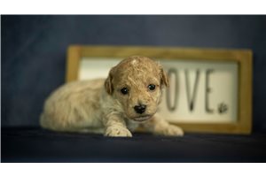 Lucky - Poodle, Miniature for sale