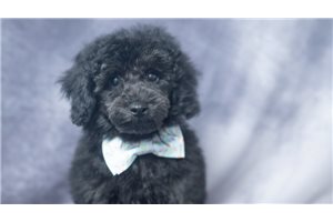 Easton - Toy Poodle for sale