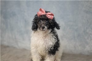 Stella - Poodle, Toy for sale