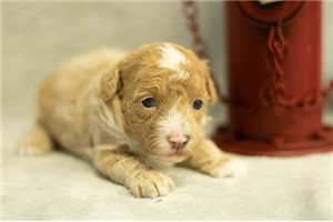 Ian - Poodle, Toy for sale