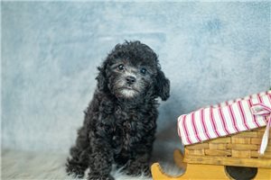Graham - Poodle, Toy for sale