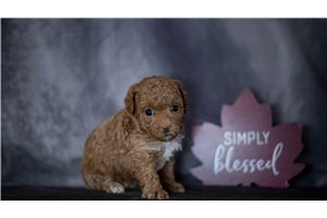 Penelope - Toy Poodle for sale