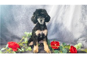 Emery - Poodle, Toy for sale