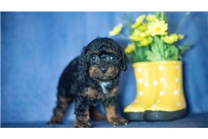 Koko - Poodle, Toy for sale