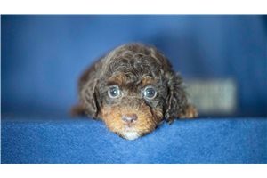 Kiki - puppy for sale