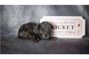 Ranger - Poodle, Toy for sale