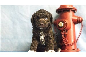 Rhodes - Poodle, Toy for sale
