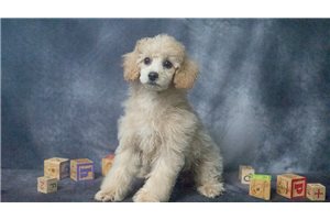 Emmett - Poodle, Toy for sale