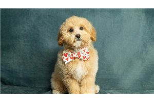 Theo - Poodle, Toy for sale