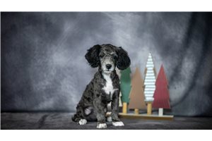 Gregor - Poodle, Toy for sale
