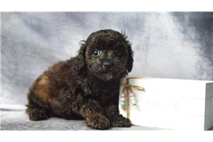 Abe - Poodle, Toy for sale