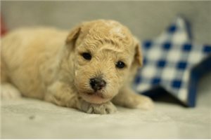 Issac - Poodle, Toy for sale