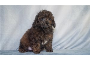 Abe - puppy for sale