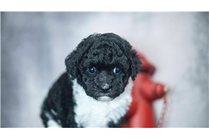 Striker - Poodle, Miniature for sale