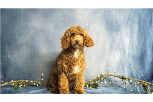 Samara - puppy for sale