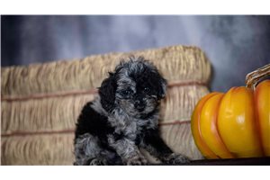 Ringo - Toy Poodle for sale