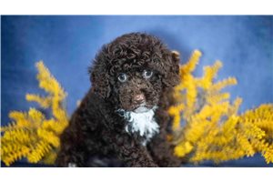 Hannah - Poodle, Toy for sale