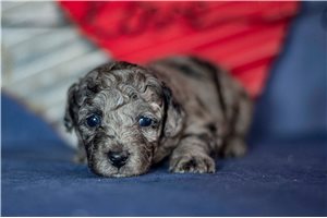 Lucky - Poodle, Miniature for sale
