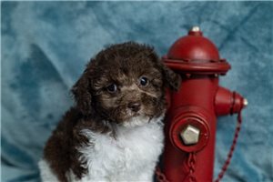Pax - Poodle, Toy for sale