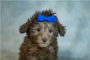 Gemma - Toy Poodle for sale