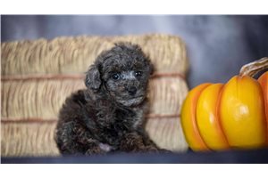 Ranger - Poodle, Toy for sale