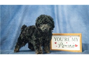 Easton - Poodle, Toy for sale