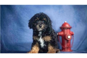 Henry - Toy Poodle for sale