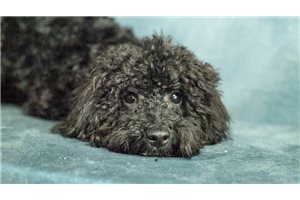 Rex - Poodle, Toy for sale