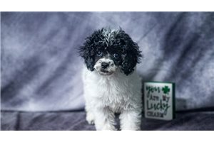 Ember - Toy Poodle for sale