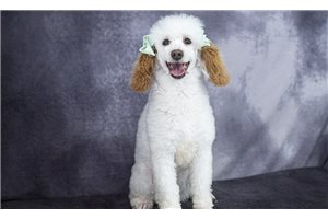 Mica - Poodle, Toy for sale