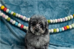 LeAnn - Poodle, Toy for sale