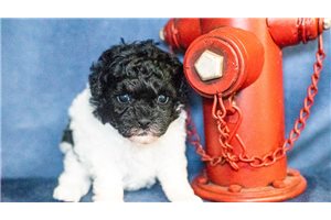 Mathew - Toy Poodle for sale
