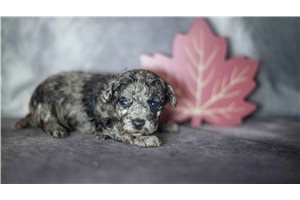 Ryder - Poodle, Toy for sale