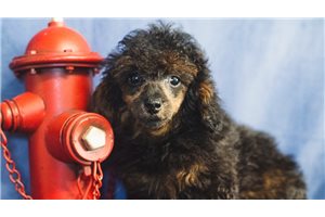Austin - Poodle, Toy for sale