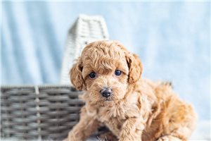 Roland - Poodle, Toy for sale