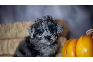 Ryder - Toy Poodle for sale