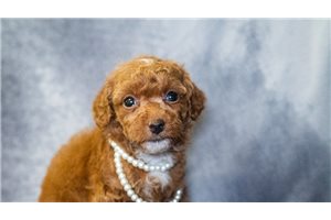 Rose - Poodle, Miniature for sale