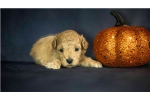 Lemon - puppy for sale